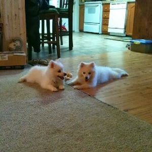 Meet your Posher, Sandy